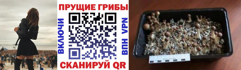 Псилоцибиновые грибы Psilocybe  Нижнеудинск 